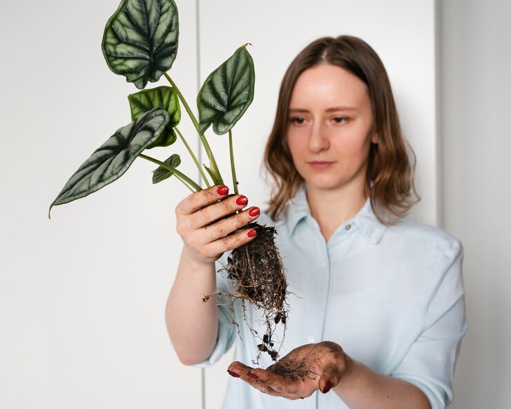 planting Alocasia Alba in the right way