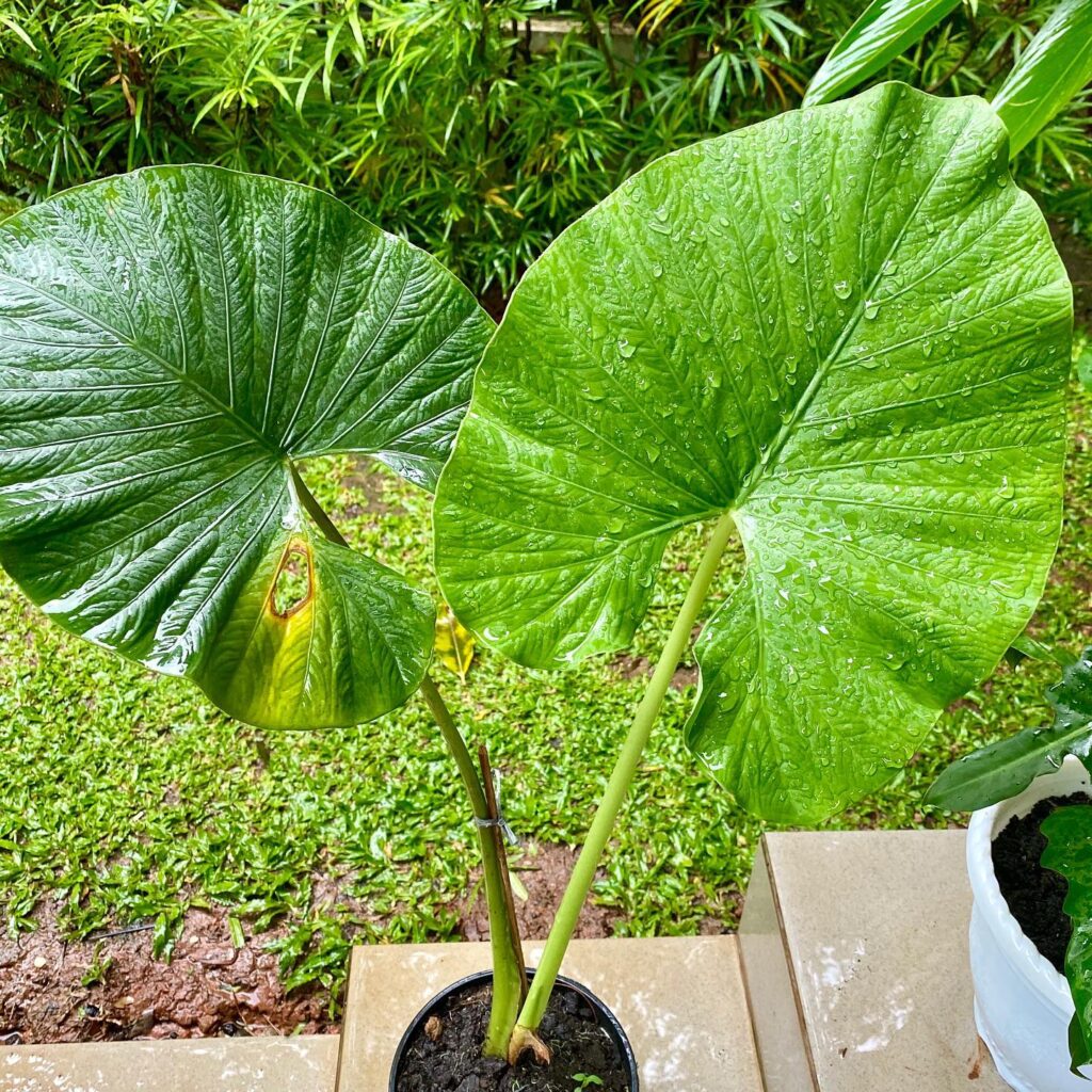 Alocasia Alba