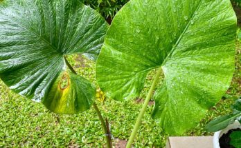 Alocasia Alba