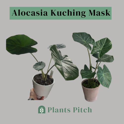 Alocasia Kuching Mask