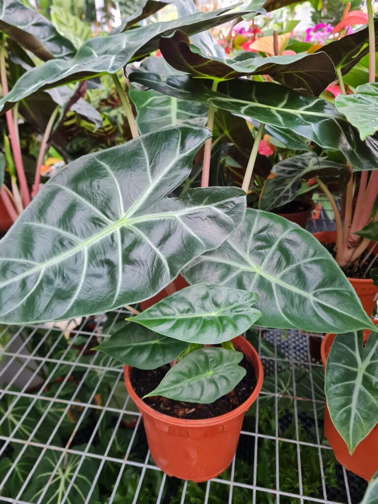 Alocasia-pink-dragon