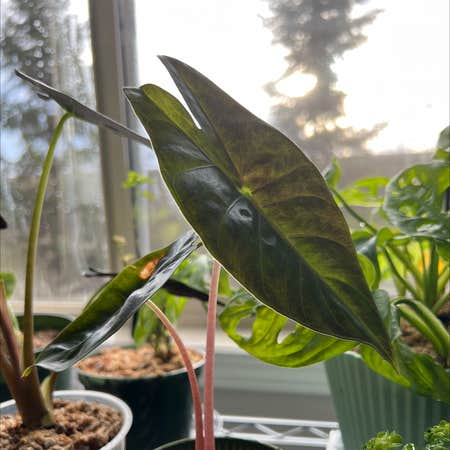 best way to care alocasia pink dragon